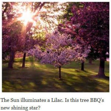 Flower Power: The Surge of Lilac Wood in Competition BBQ